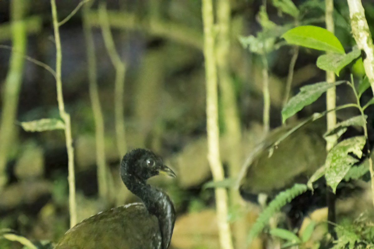 Dark-winged Trumpeter - Paul Beerman