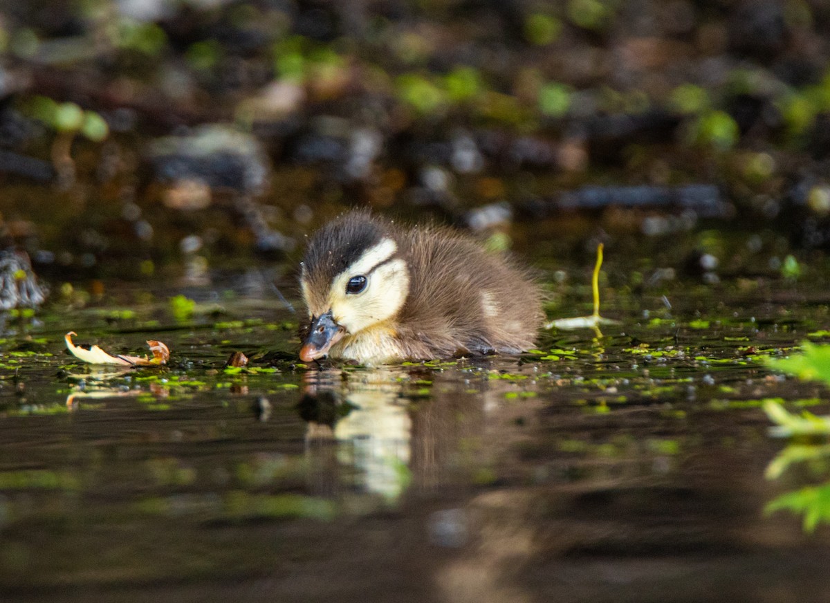 Canard colvert - ML466015051