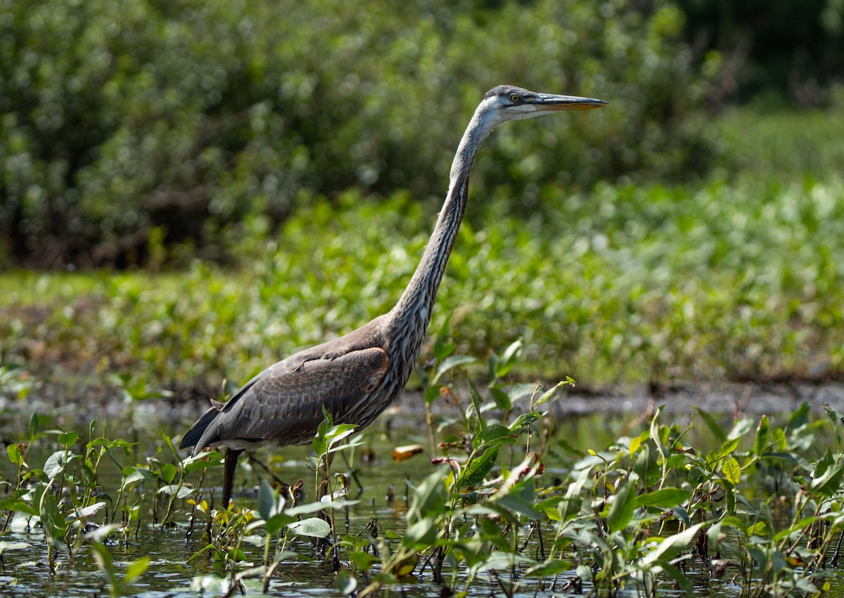 Great Blue Heron - ML466015091