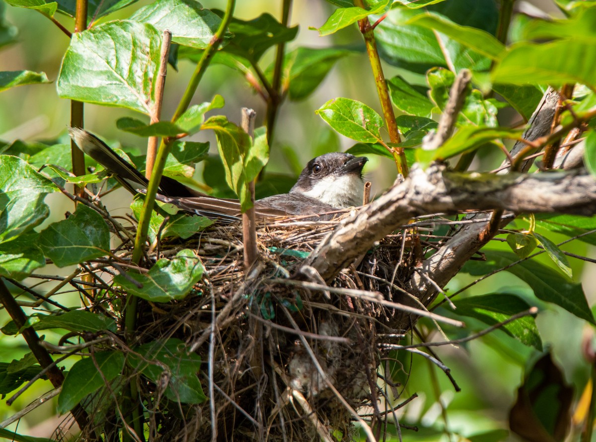 Eastern Kingbird - ML466015121