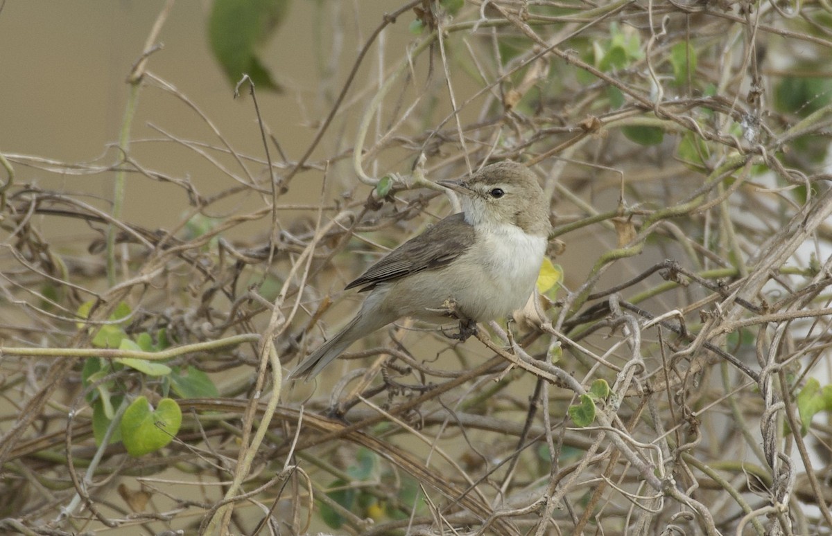 Booted Warbler - ML466017521
