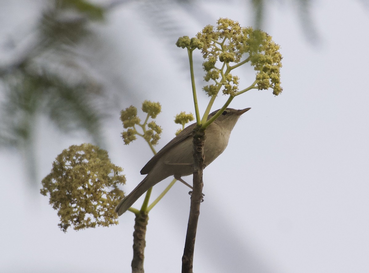 Sykes's Warbler - ML466017891