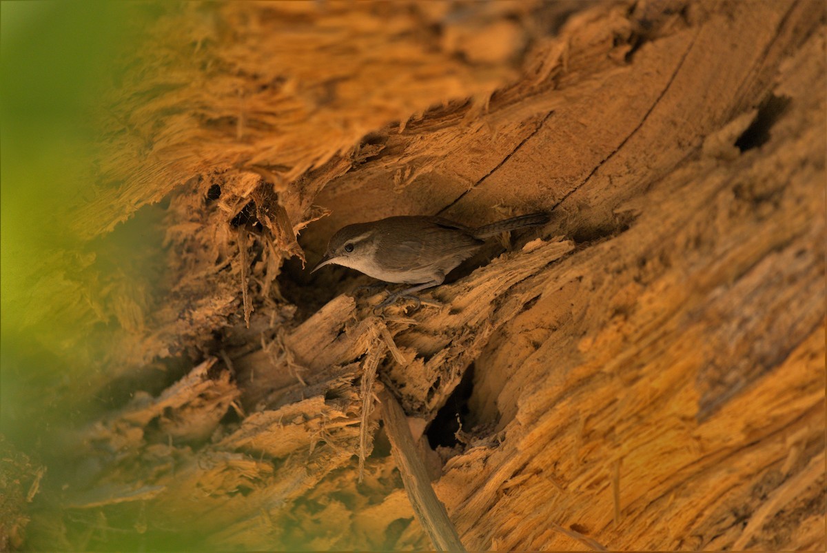 Bewick's Wren - ML466018111