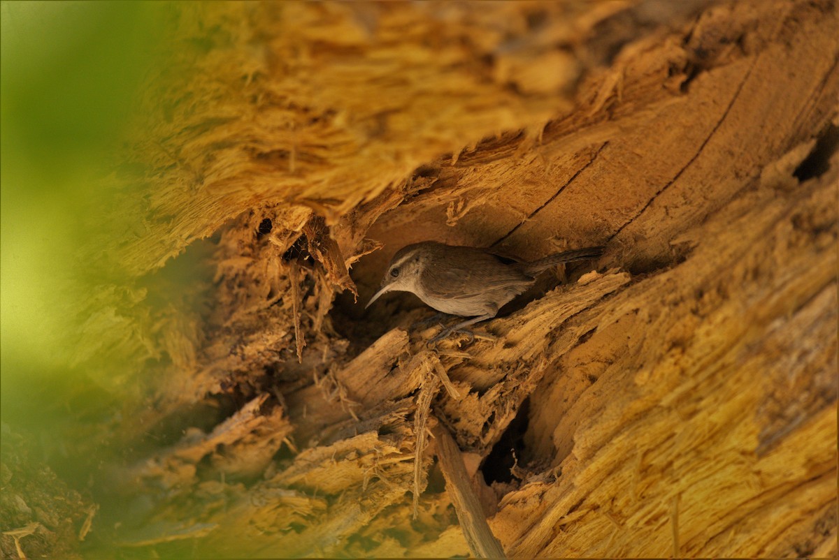 Bewick's Wren - ML466018151