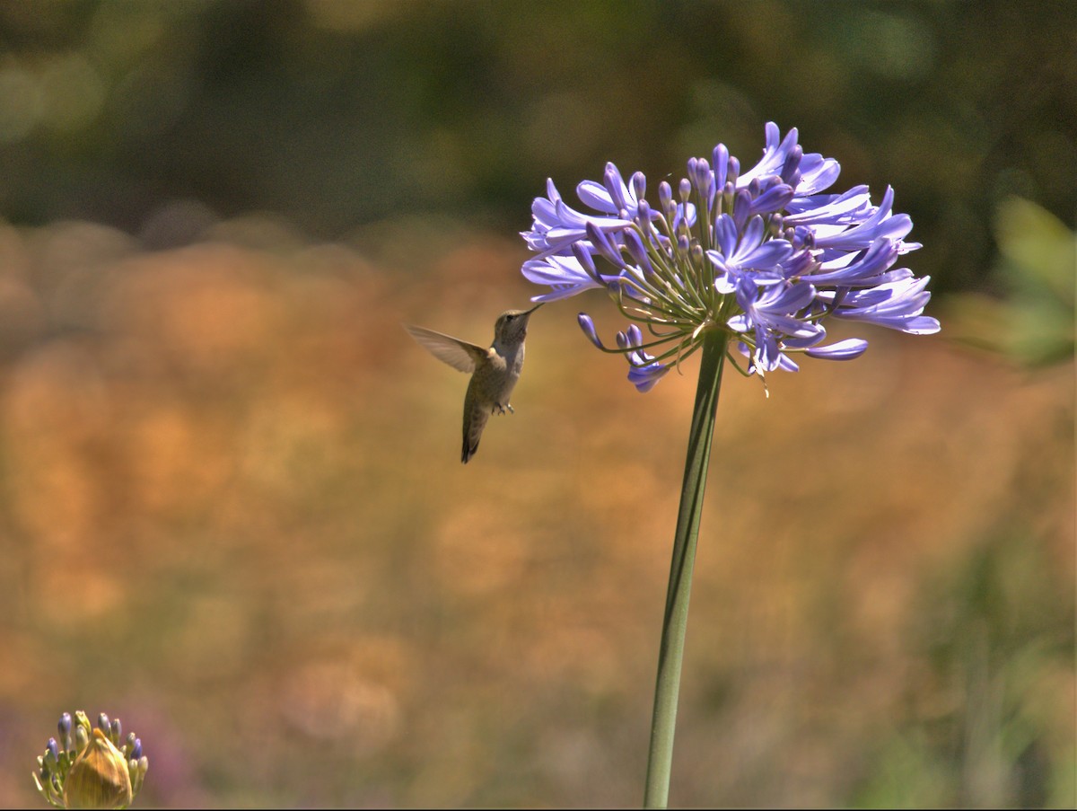 Anna's Hummingbird - ML466018181