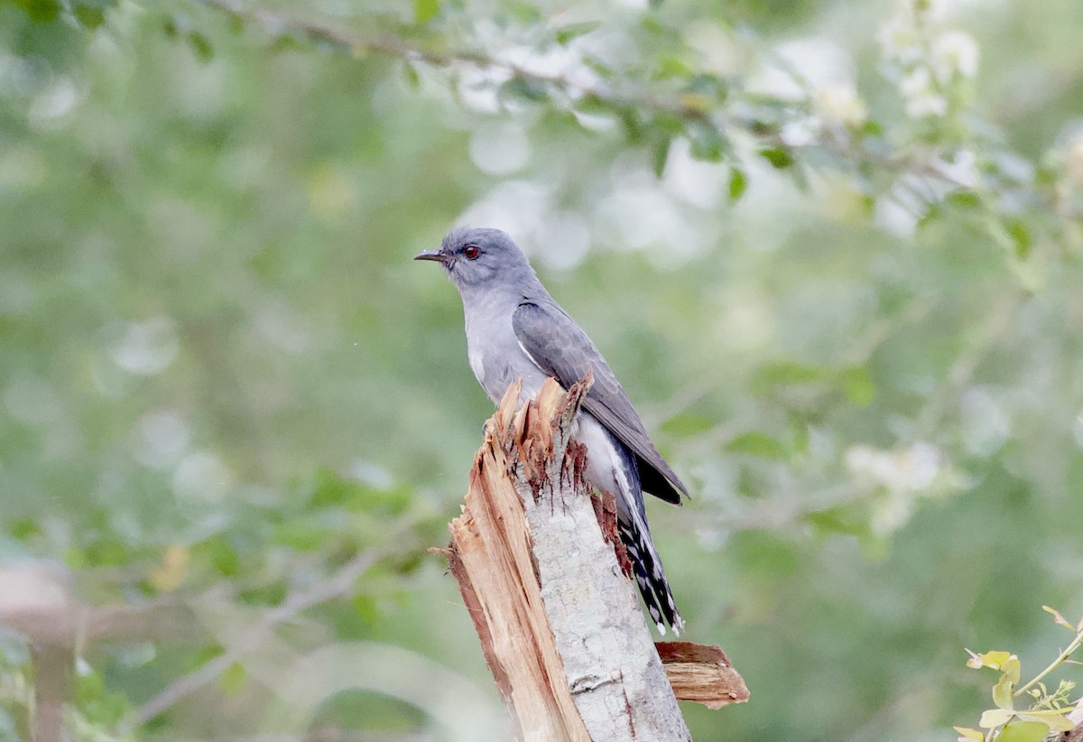 Gray-bellied Cuckoo - ML466018521
