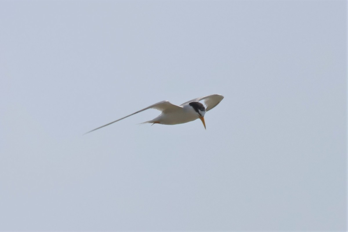 Little Tern - ML466018611