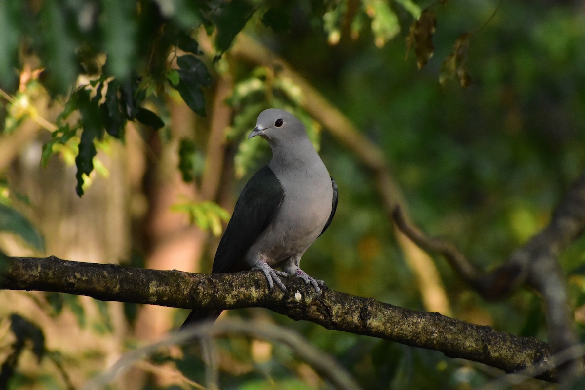 Green Imperial-Pigeon - ML466018871