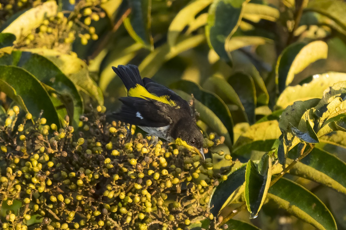 Yellow-backed Tanager - ML466019731