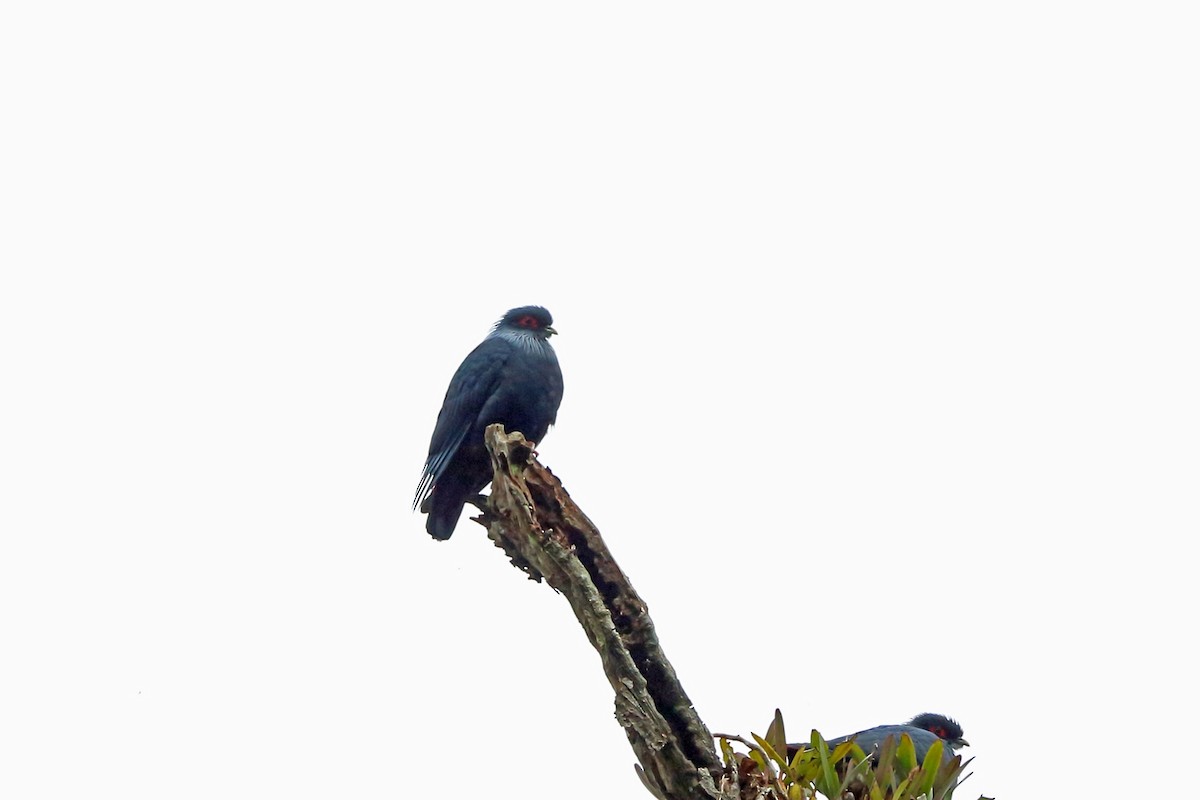 Madagascar Blue-Pigeon - Nigel Voaden