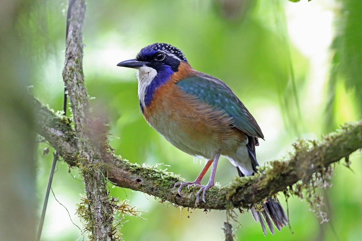 Pitta-like Ground-Roller - Nigel Voaden