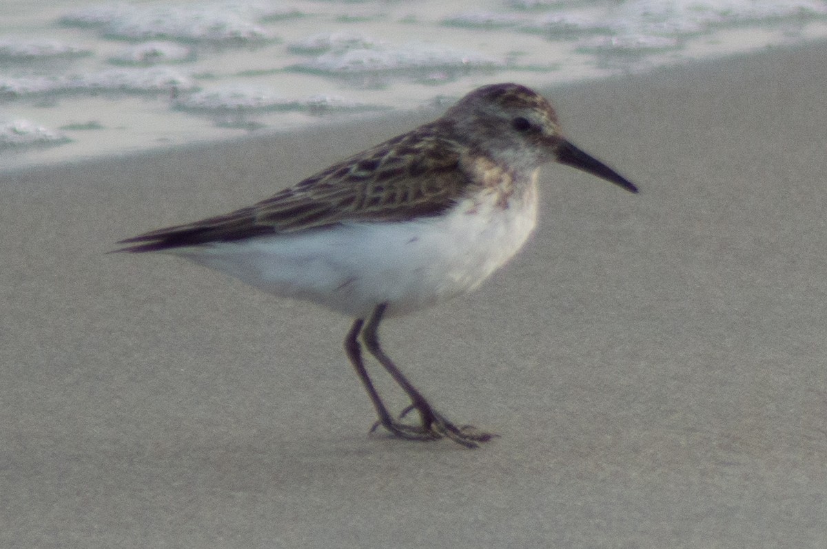 Semipalmated Sandpiper - Trenton Voytko