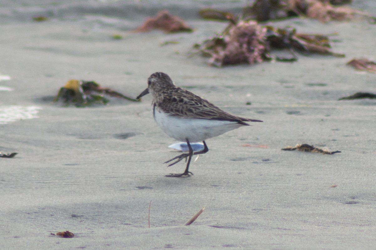 Semipalmated Sandpiper - Trenton Voytko