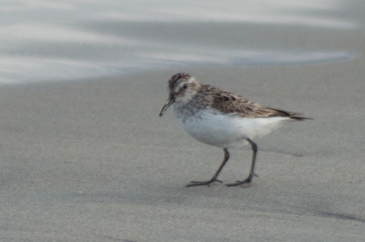 Semipalmated Sandpiper - Trenton Voytko