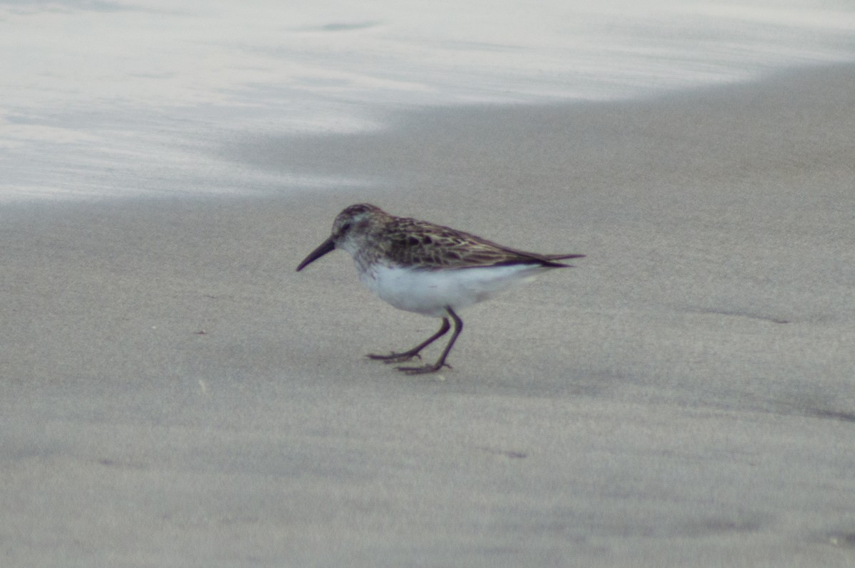 Semipalmated Sandpiper - Trenton Voytko