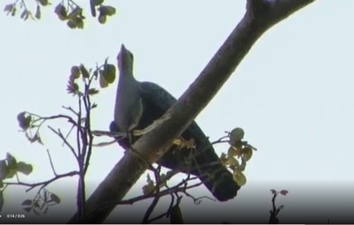 holub stromový (ssp. pinon/jobiensis) - ML466022621
