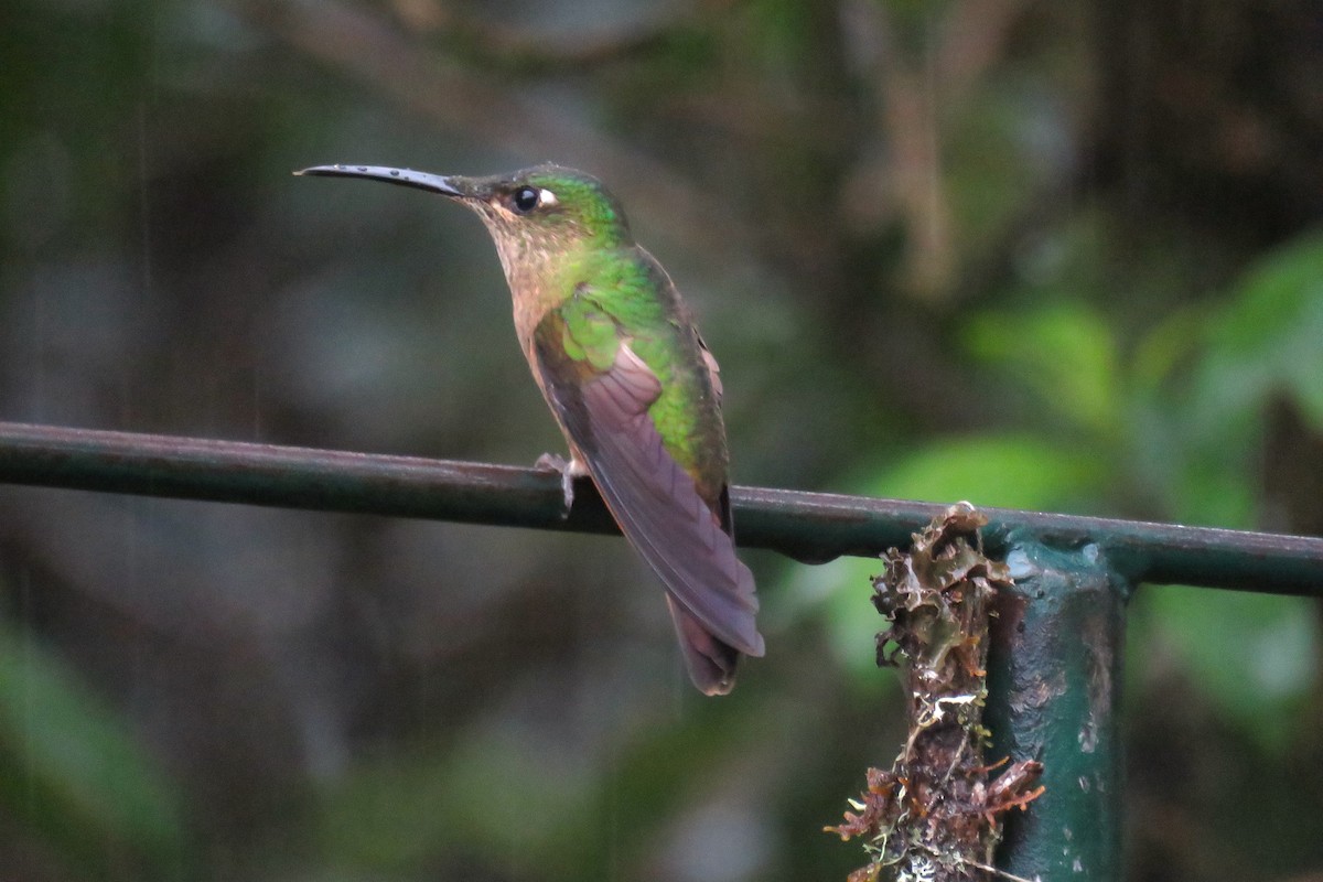 kolibřík hnědobřichý - ML466023231