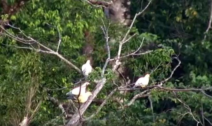 Silver-tipped Imperial-Pigeon - ML466023301