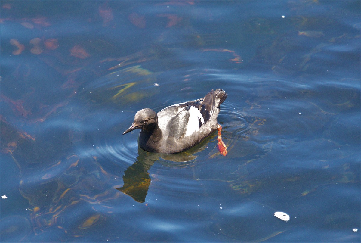 Pigeon Guillemot - ML466024061