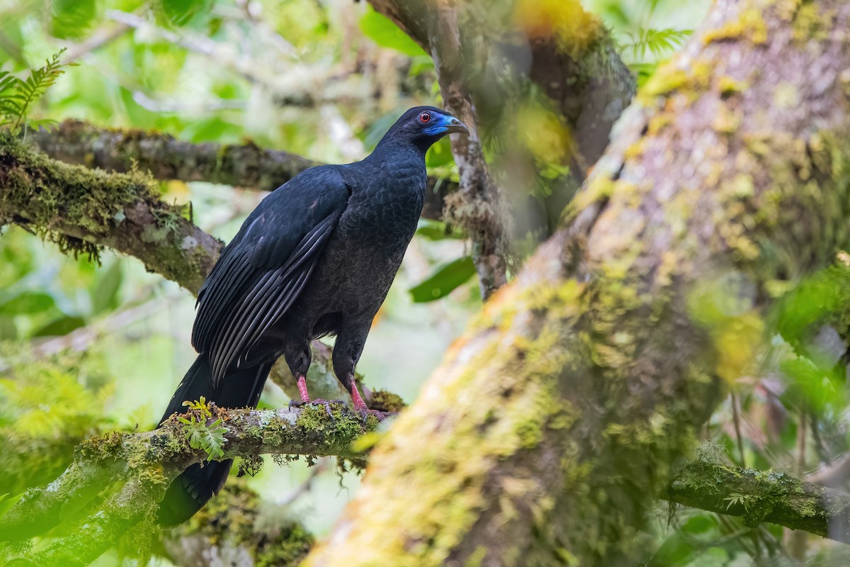 Black Guan - Ngoc Sam Thuong Dang