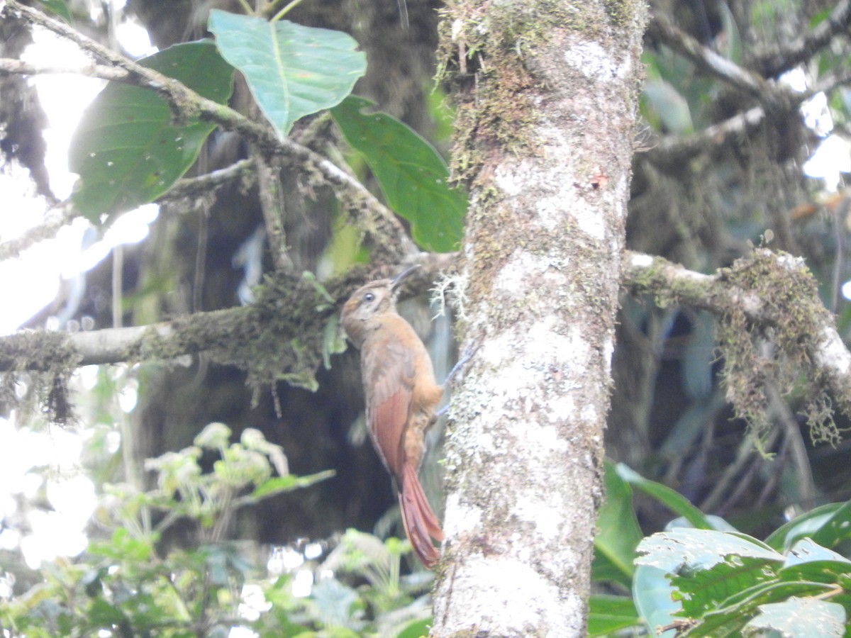 Plain-brown Woodcreeper - ML466024711