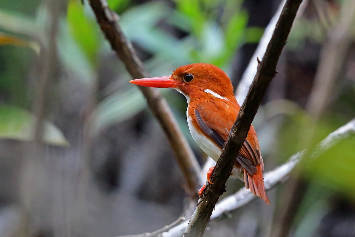 Madagascar Pygmy Kingfisher - Nigel Voaden