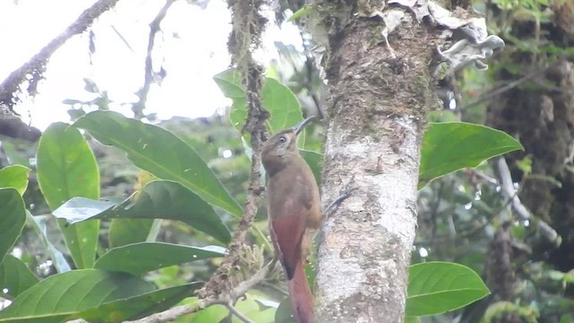 Plain-brown Woodcreeper - ML466025421