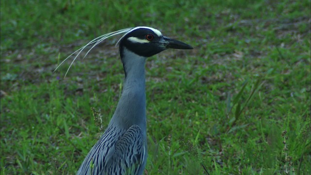 Yellow-crowned Night Heron (Yellow-crowned) - ML466026