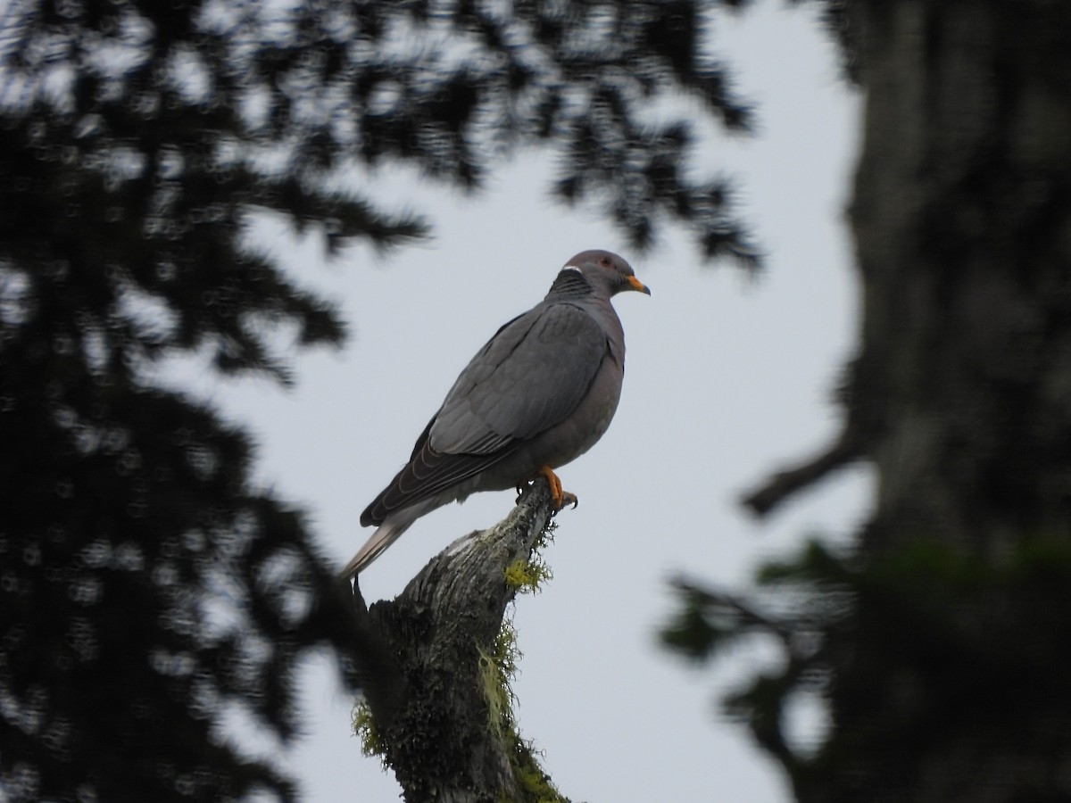 Band-tailed Pigeon - ML466026641