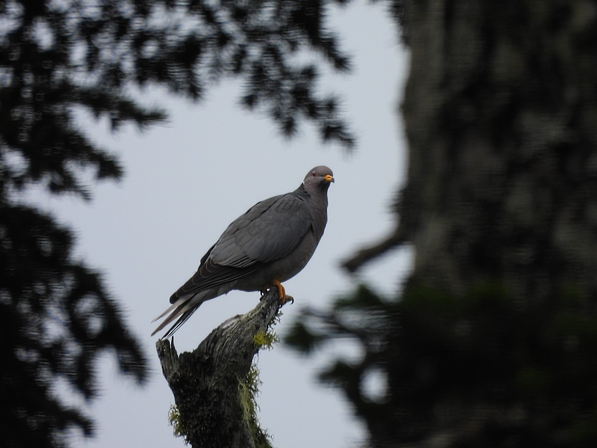 Band-tailed Pigeon - ML466026651