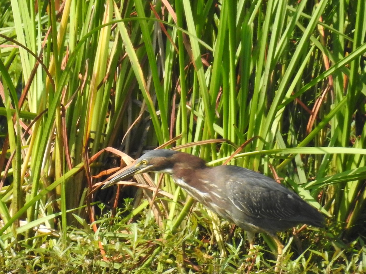 Green Heron - ML466026991