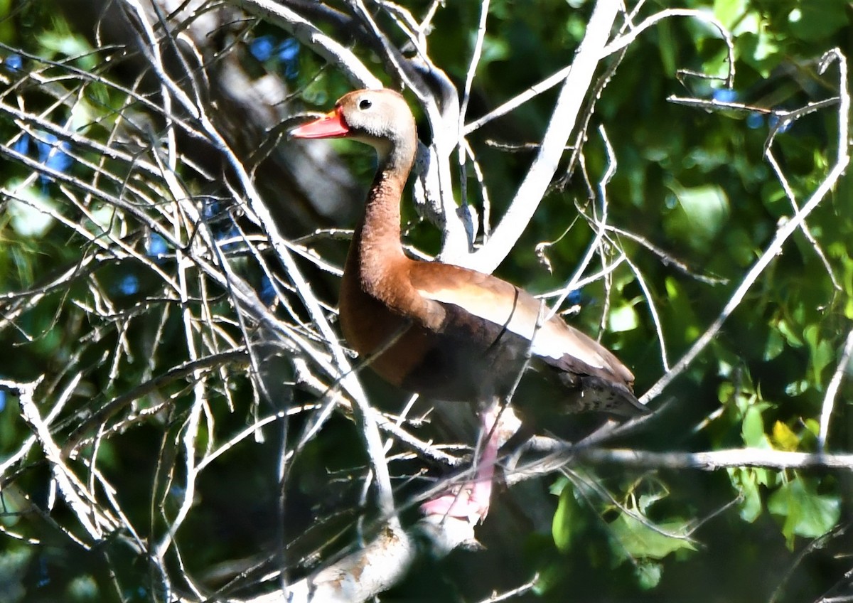 Black-bellied Whistling-Duck - ML466027151