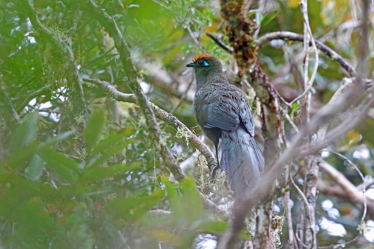 Red-fronted Coua - Nigel Voaden