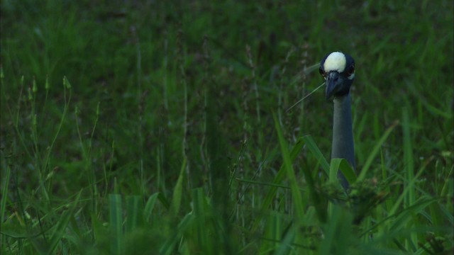 Yellow-crowned Night Heron (Yellow-crowned) - ML466028