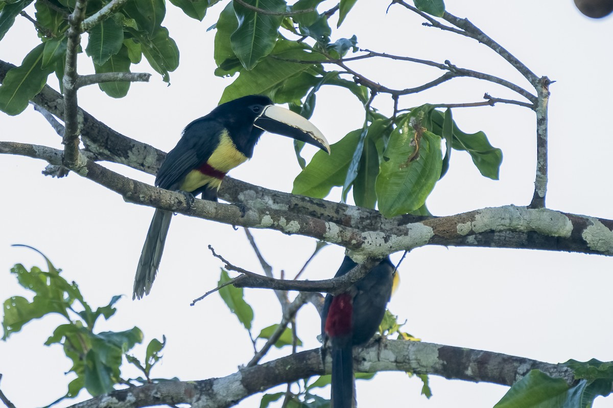 Black-necked Aracari - ML466028161