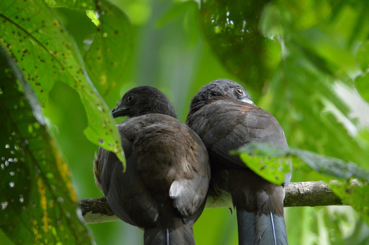 Gray-headed Chachalaca - ML466028451