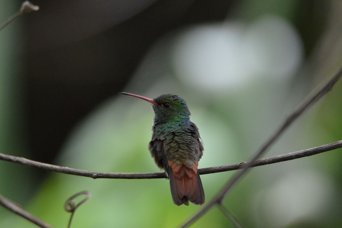 Rufous-tailed Hummingbird - ML466028571