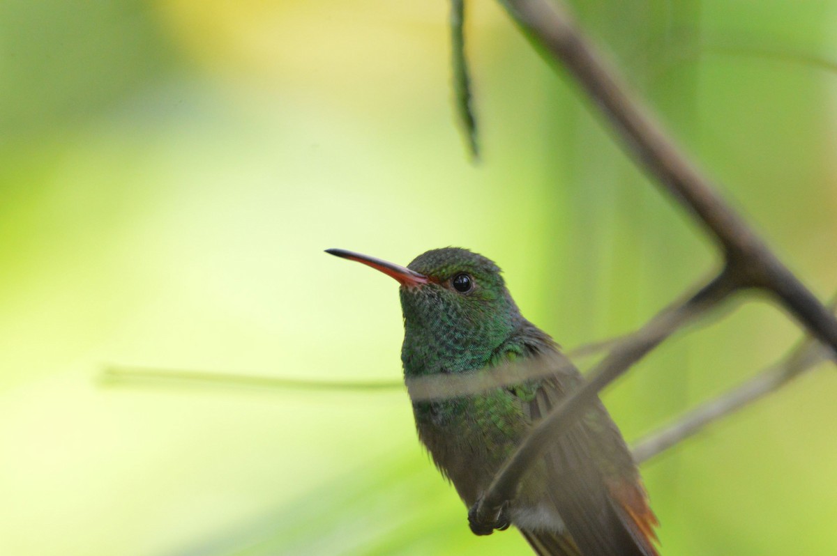 Rufous-tailed Hummingbird - ML466028581