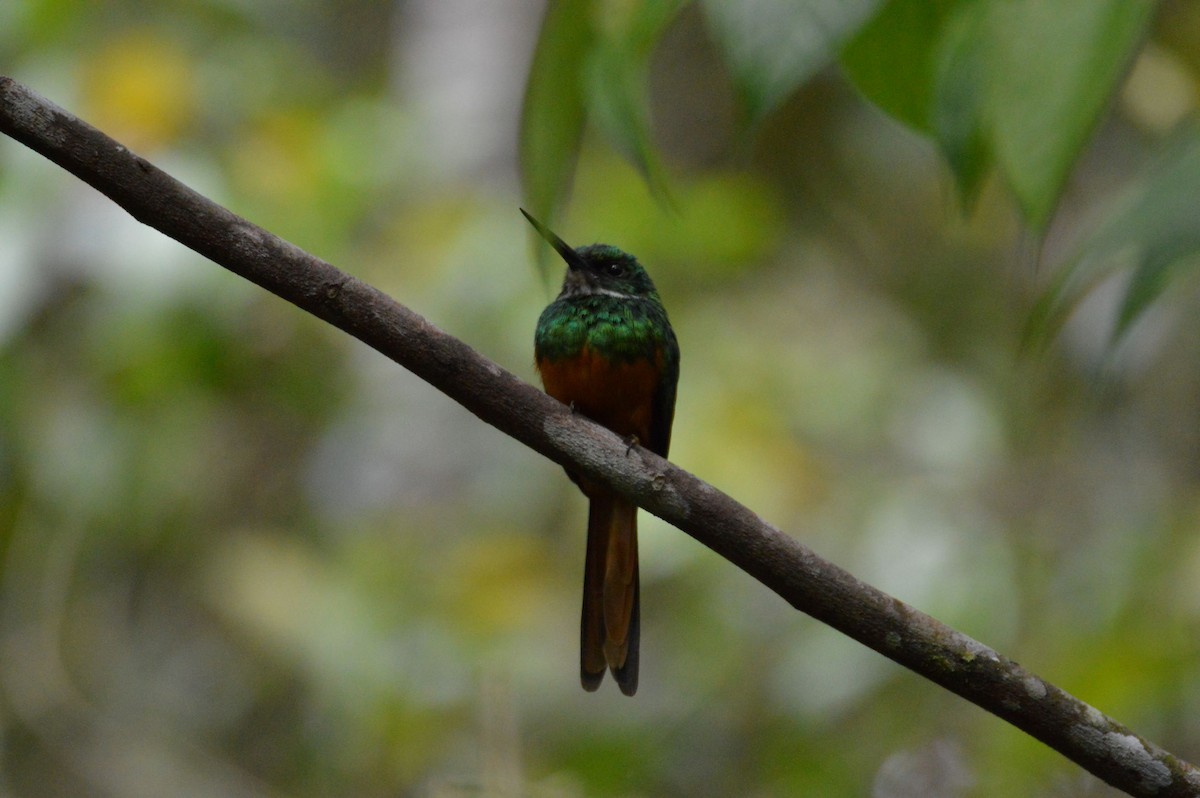 Rufous-tailed Jacamar - ML466028601