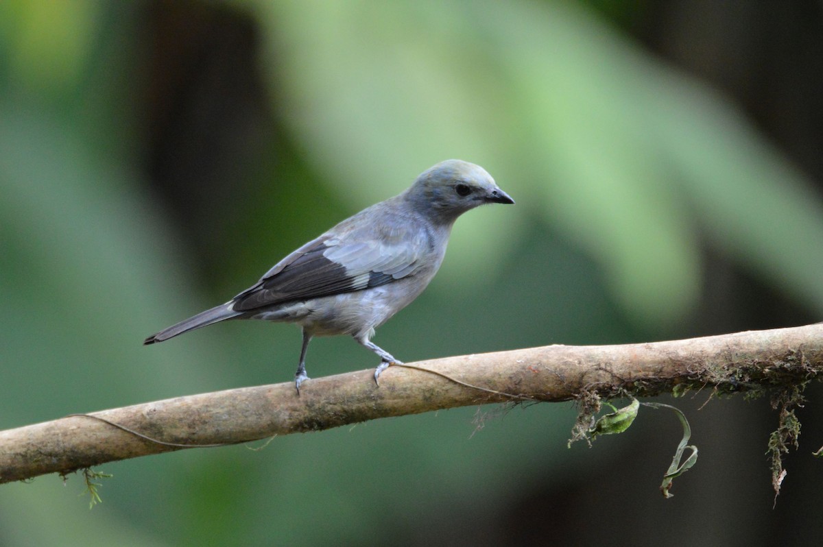 Palm Tanager - ML466028711