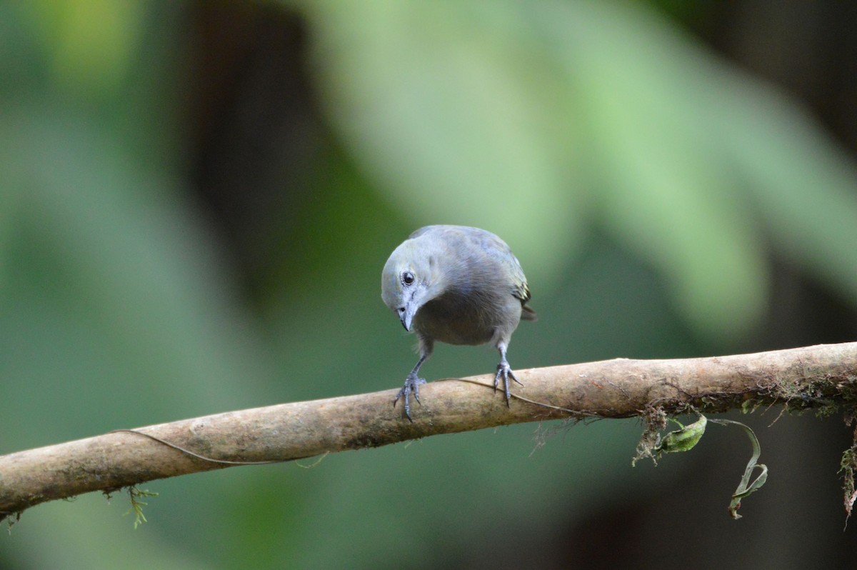 Palm Tanager - ML466028721