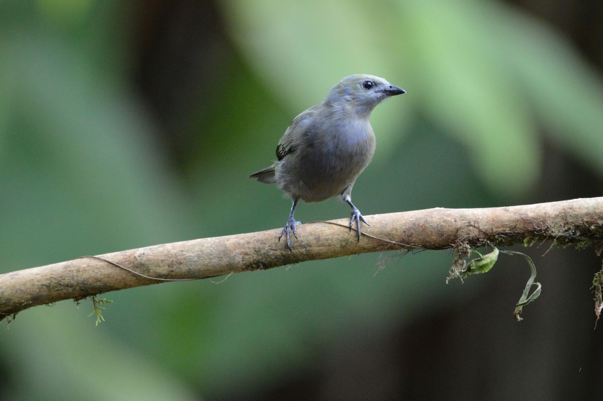 Palm Tanager - ML466028761