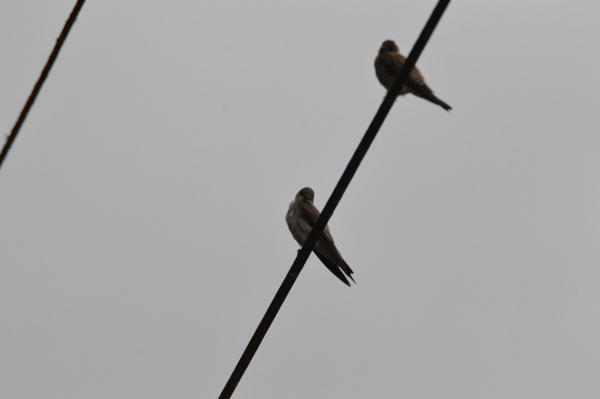 Southern Rough-winged Swallow - ML466029871
