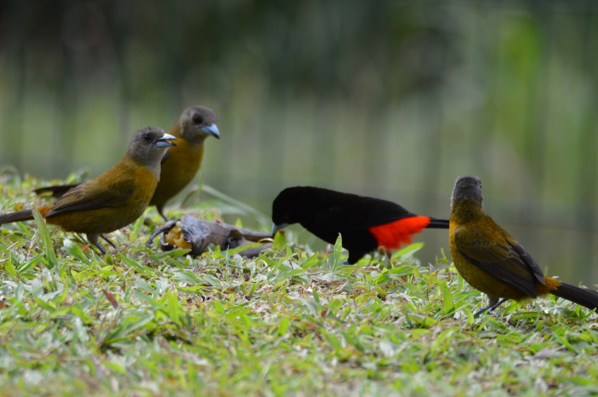 Scarlet-rumped Tanager - ML466029951