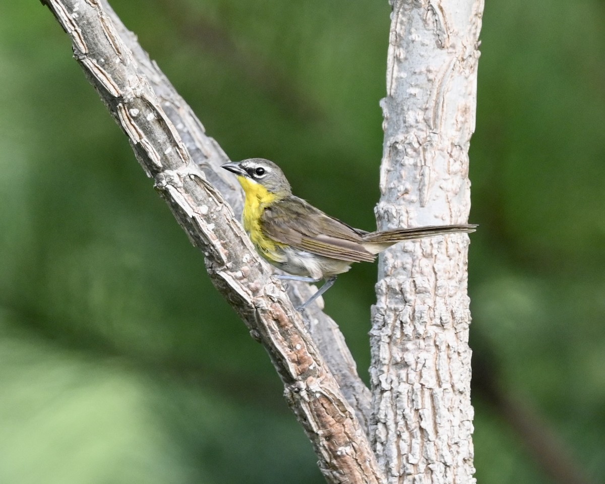 Yellow-breasted Chat - ML466030251