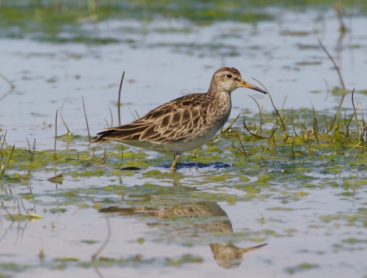 Graubrust-Strandläufer - ML46603051