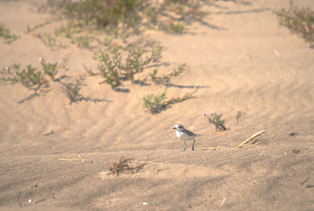 Snowy Plover - ML466032171