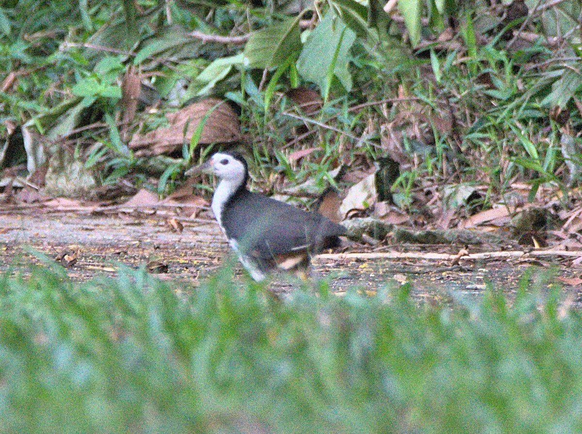 White-breasted Waterhen - Kerry Loux