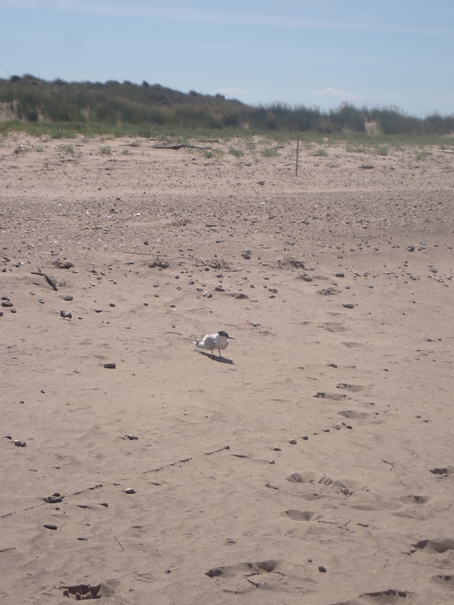 Sandwich Tern - ML466033861