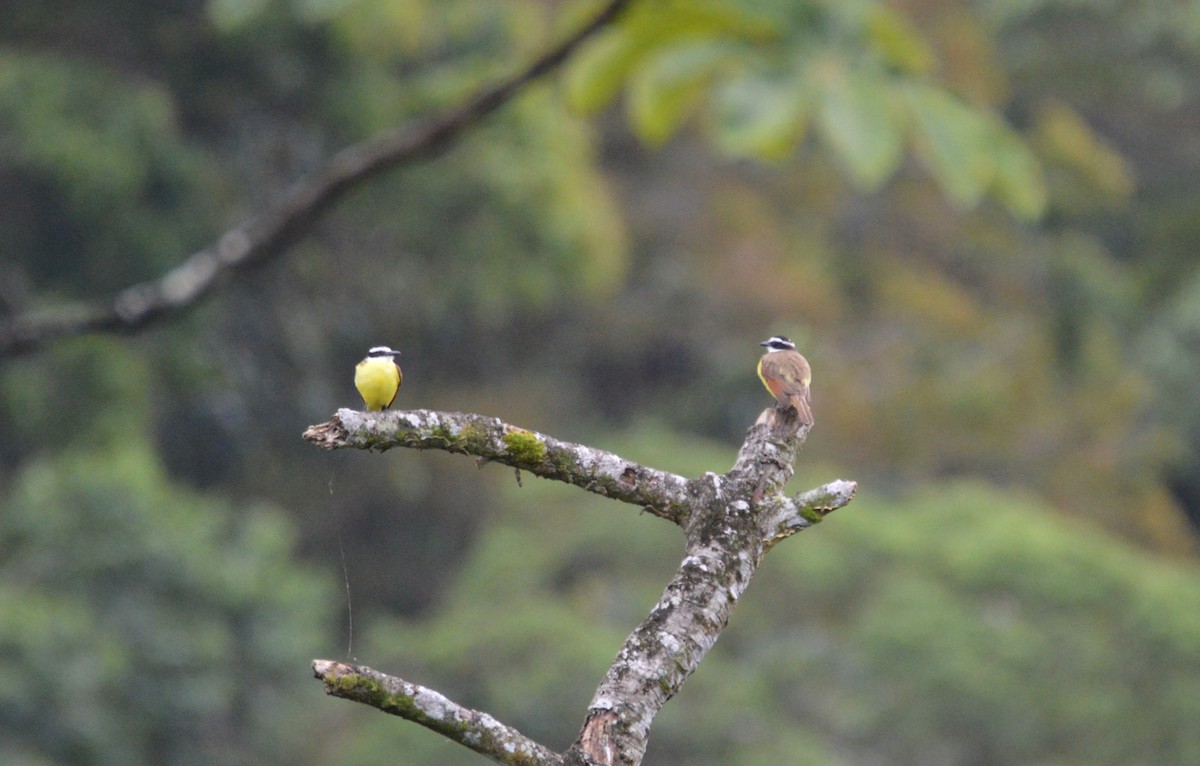 White-ringed Flycatcher - ML466033921